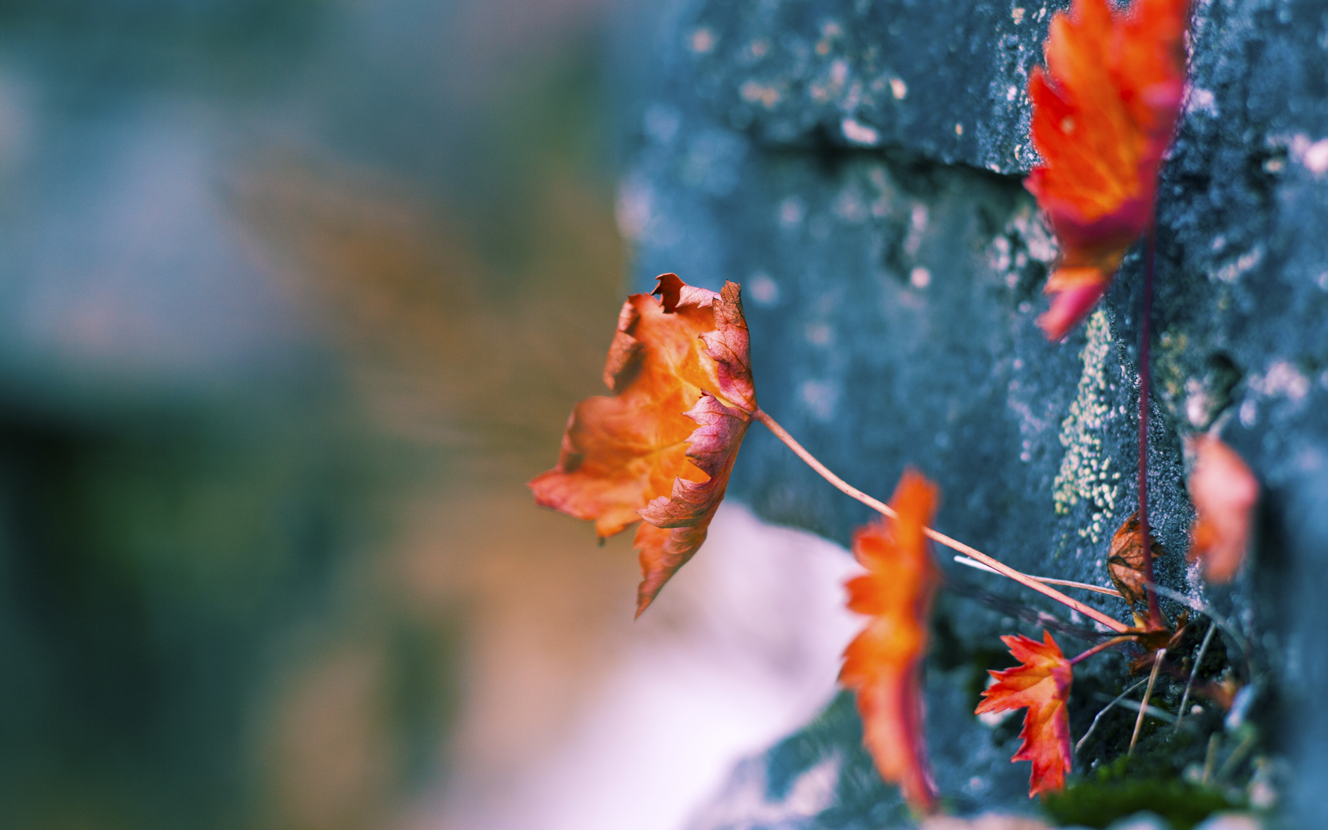 文班亚马，季后赛之夜，一座移动长城的诞生